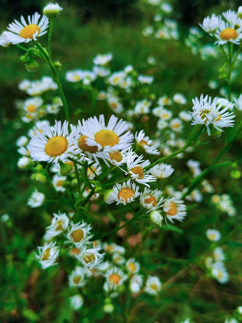 Wild Daisies