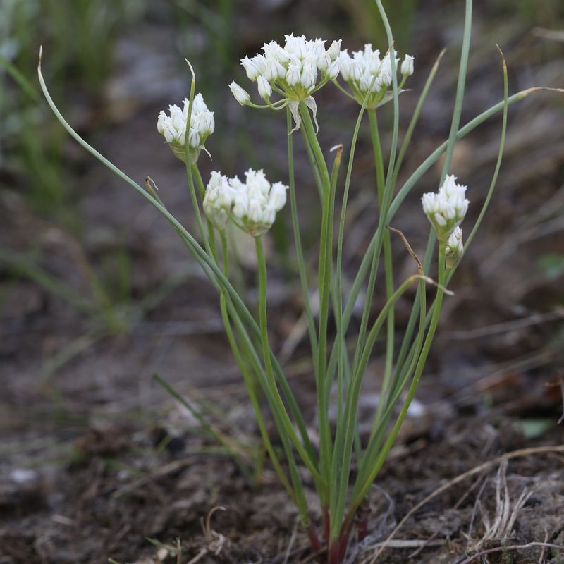 Wild Garlic