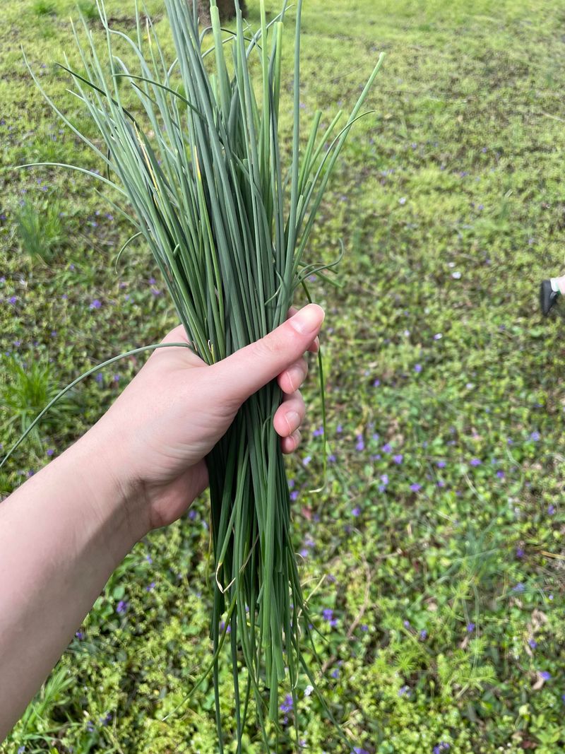 Wild Garlic