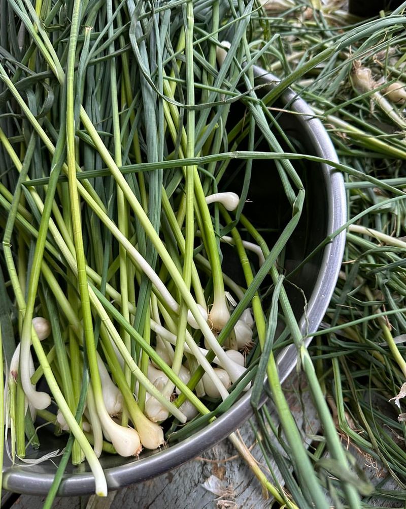 Wild Garlic