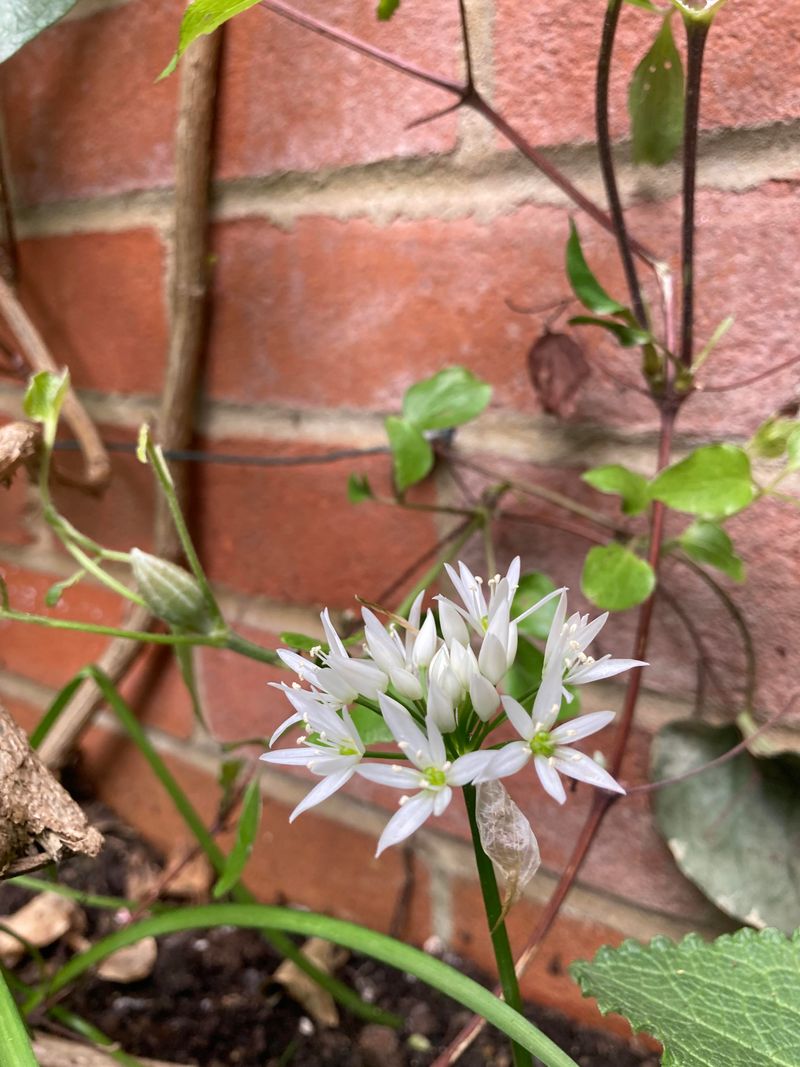 Wild Garlic