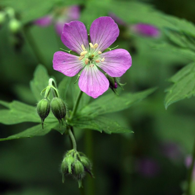 Wild Geranium