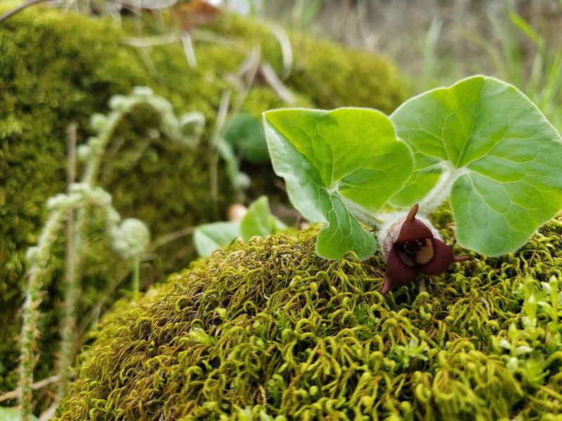 Wild Ginger