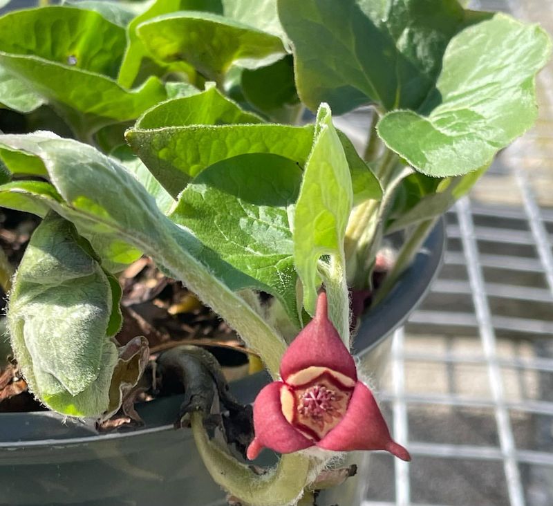 Wild Ginger (Asarum canadense)