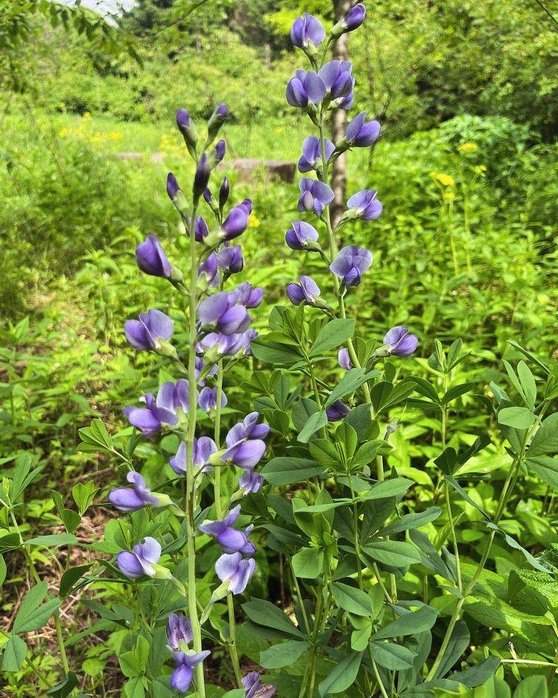 Wild Indigo