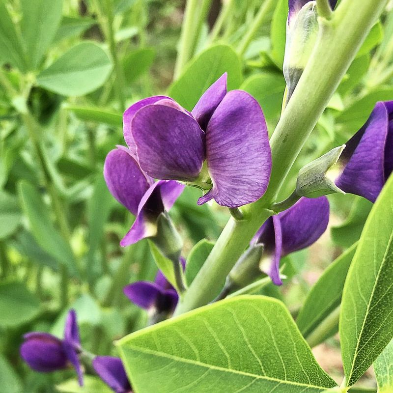 Wild Indigo