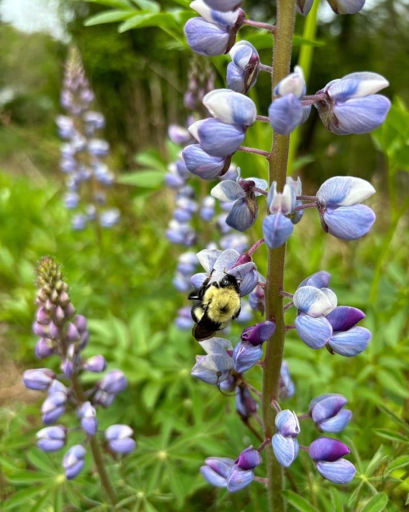 Wild Lupine (Lupinus perennis)