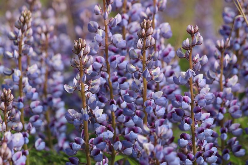 Wild Lupine