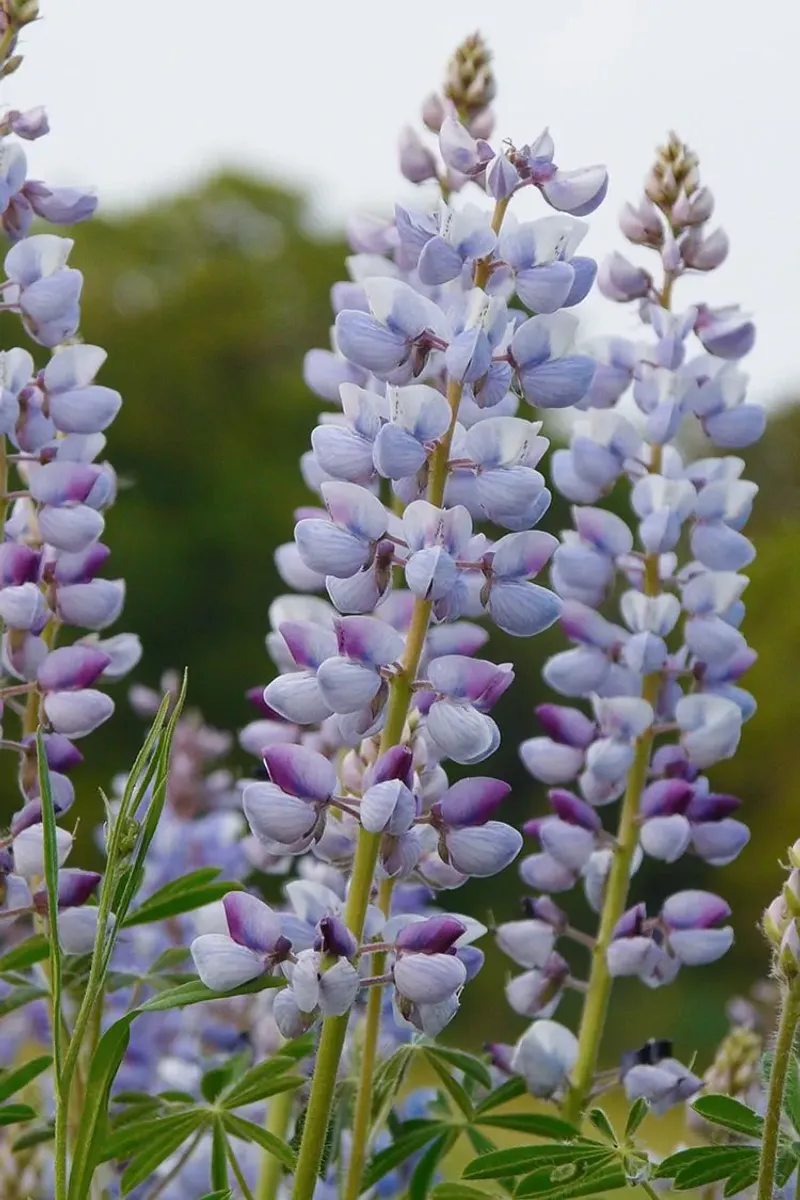 Wild Lupine