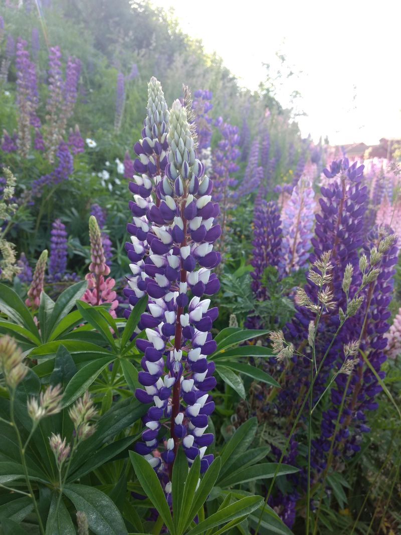 Wild Lupines