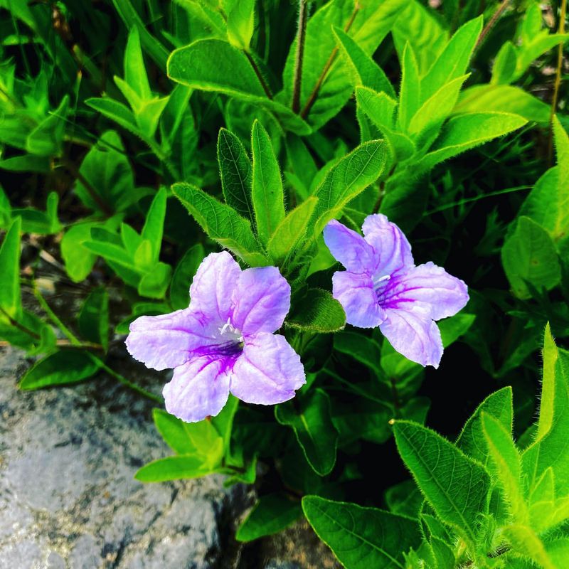 Wild Petunia