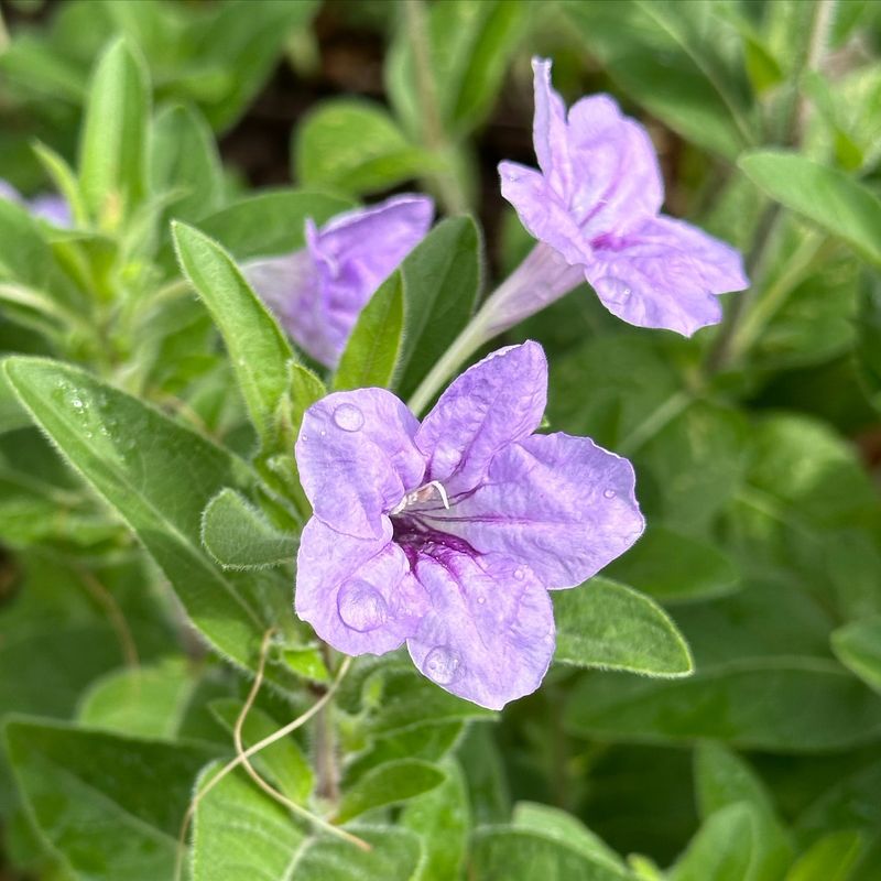 Wild Petunia