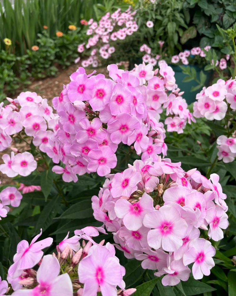 Wild Phlox