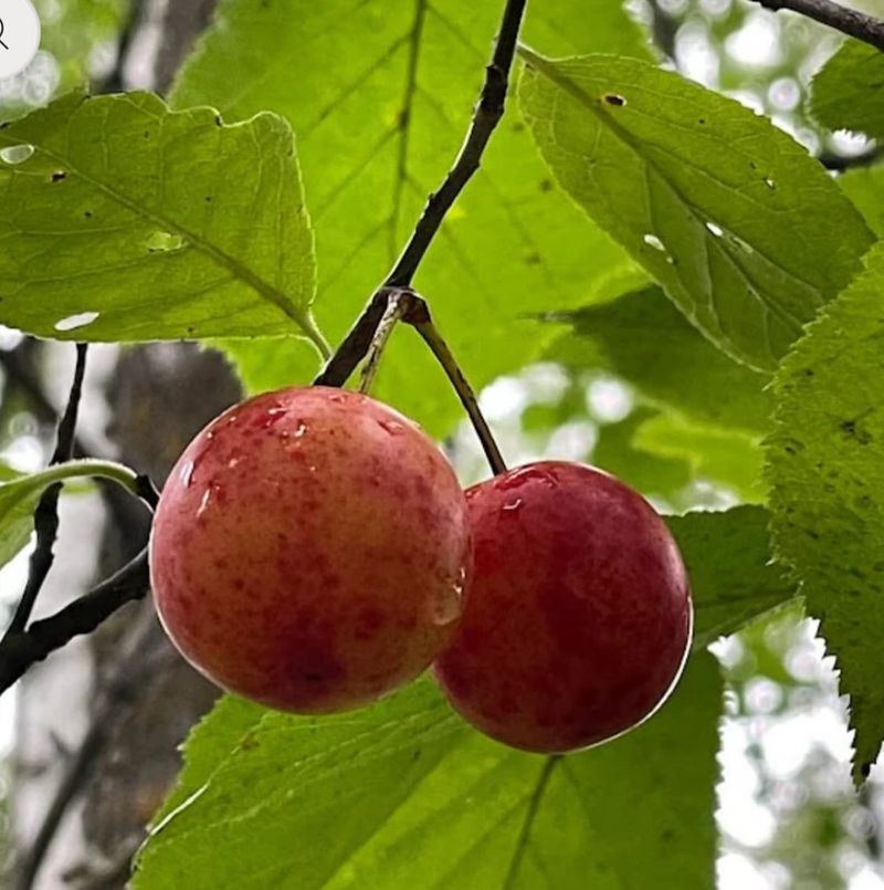 Wild Plum