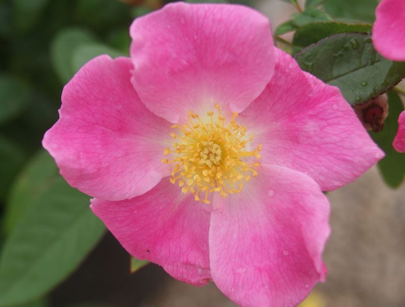 Wild Prairie Rose - North Dakota