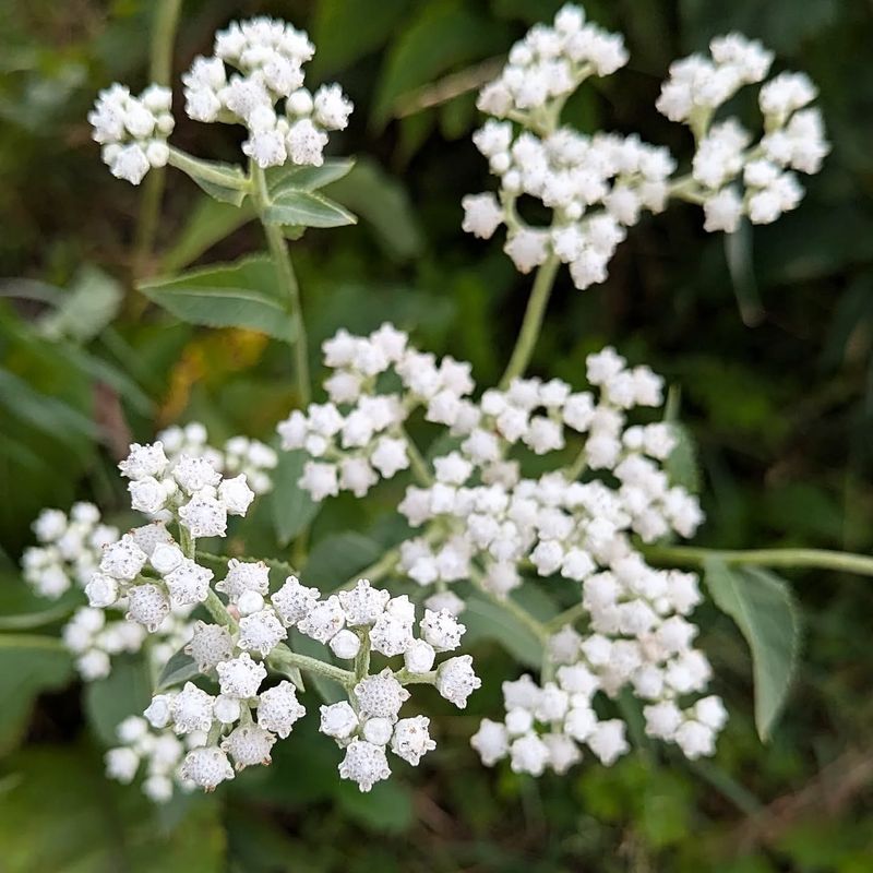 Wild Quinine