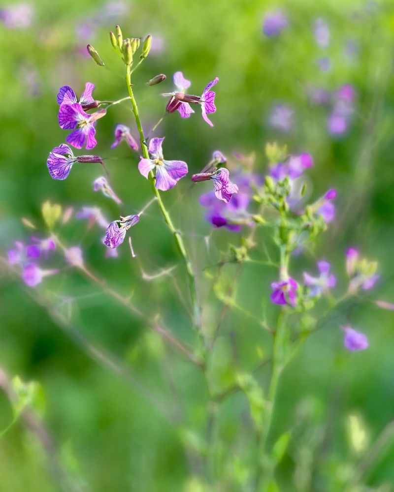 Wild Radish