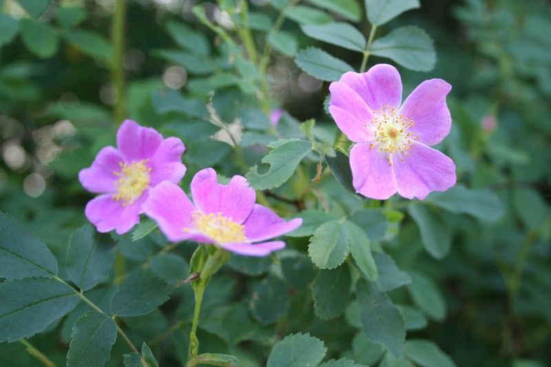 Wild Rose