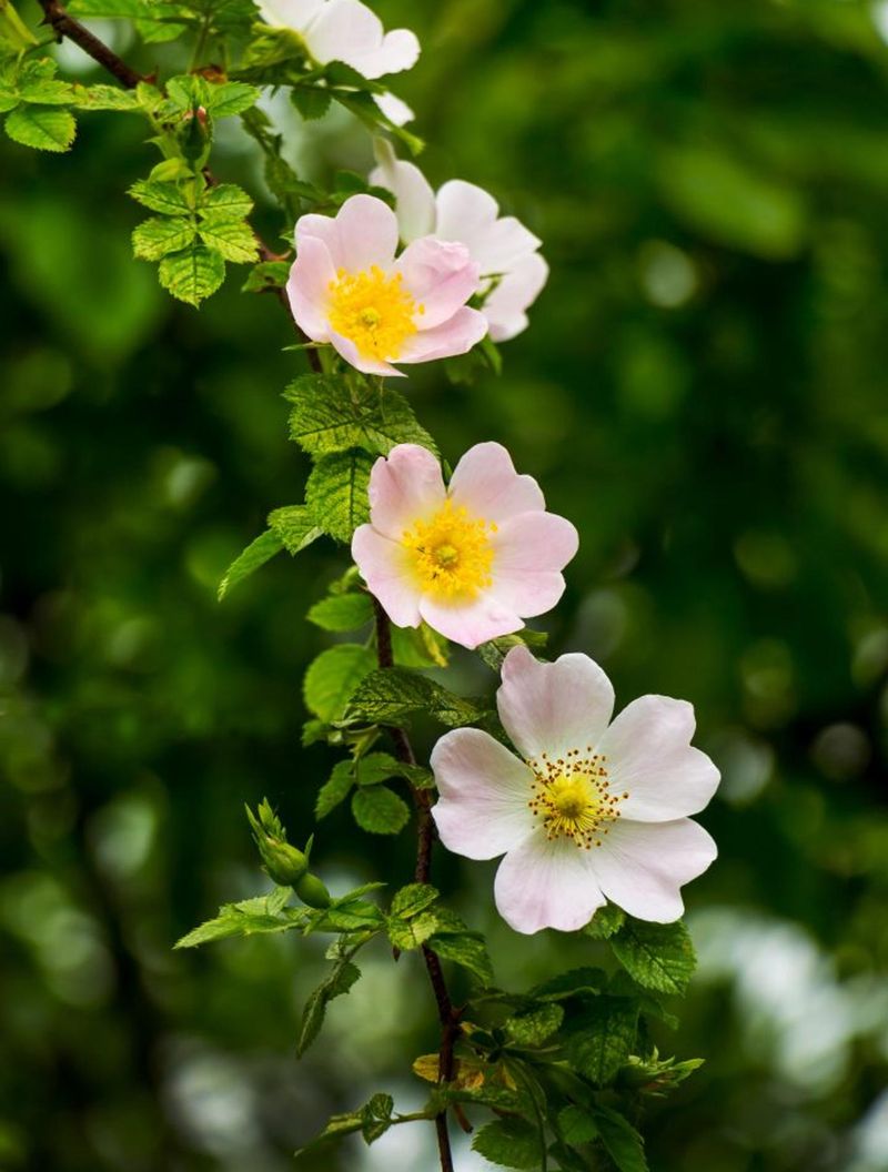 Wild Rose