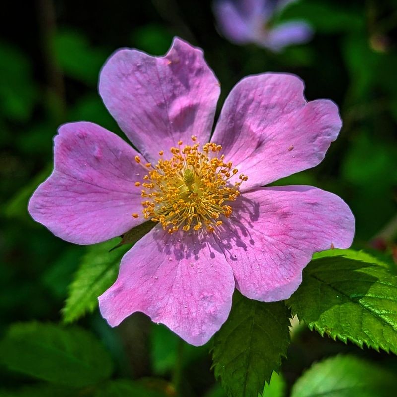 Wild Rose - Iowa