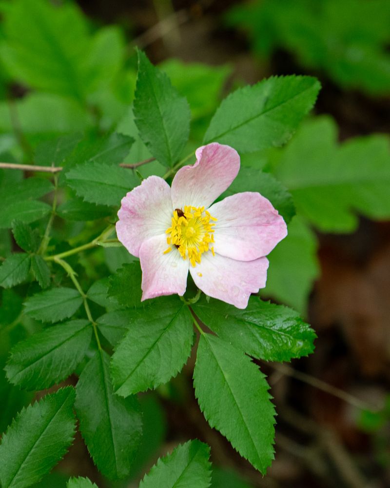 Wild Rose