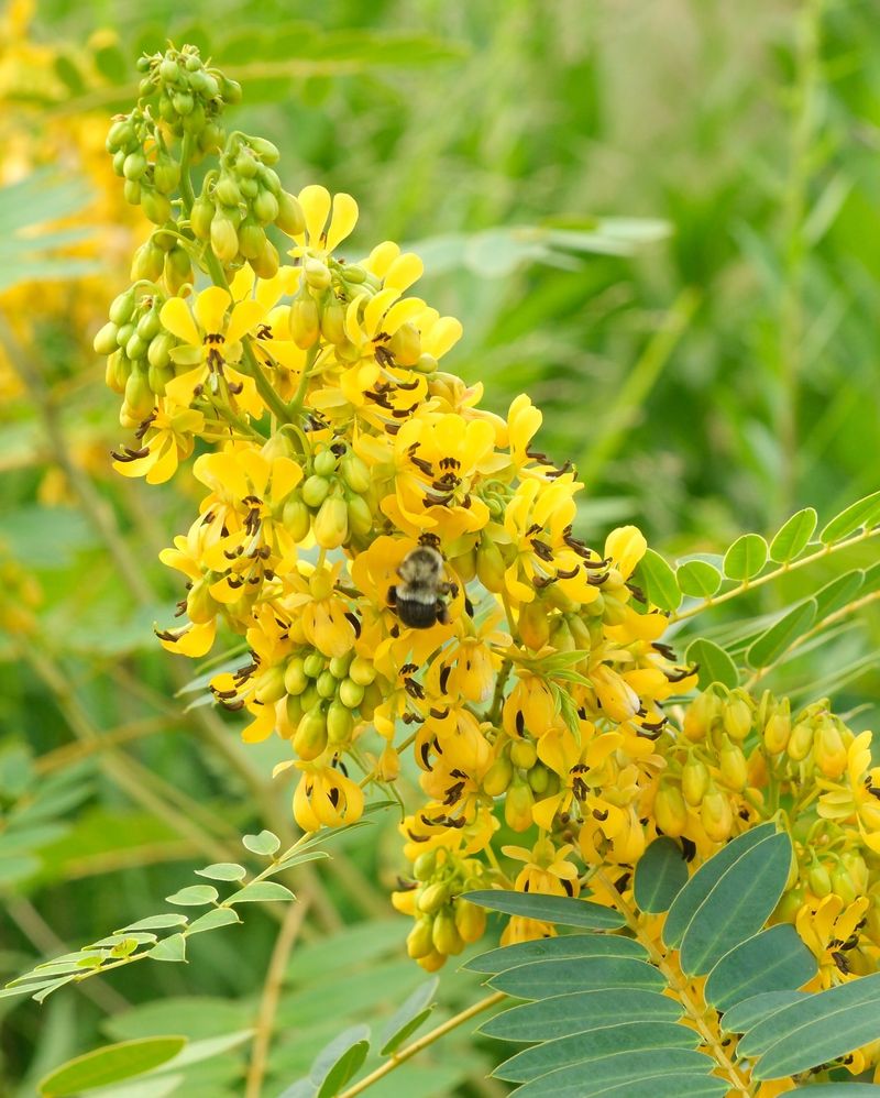 Wild Senna