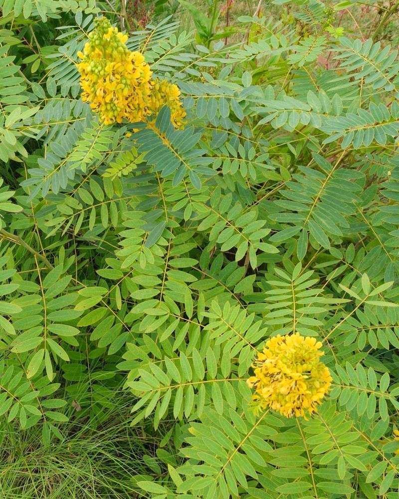 Wild Senna