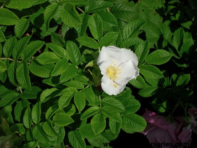 Wild Spice Rose