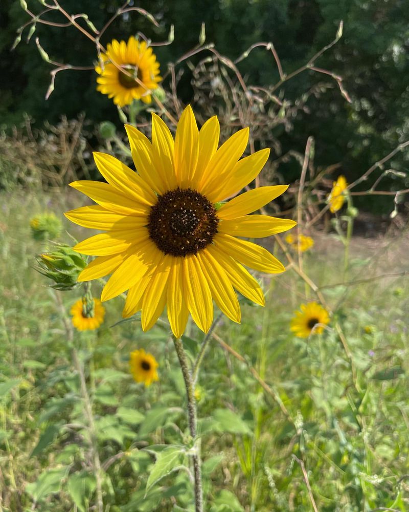 Wild Sunflower