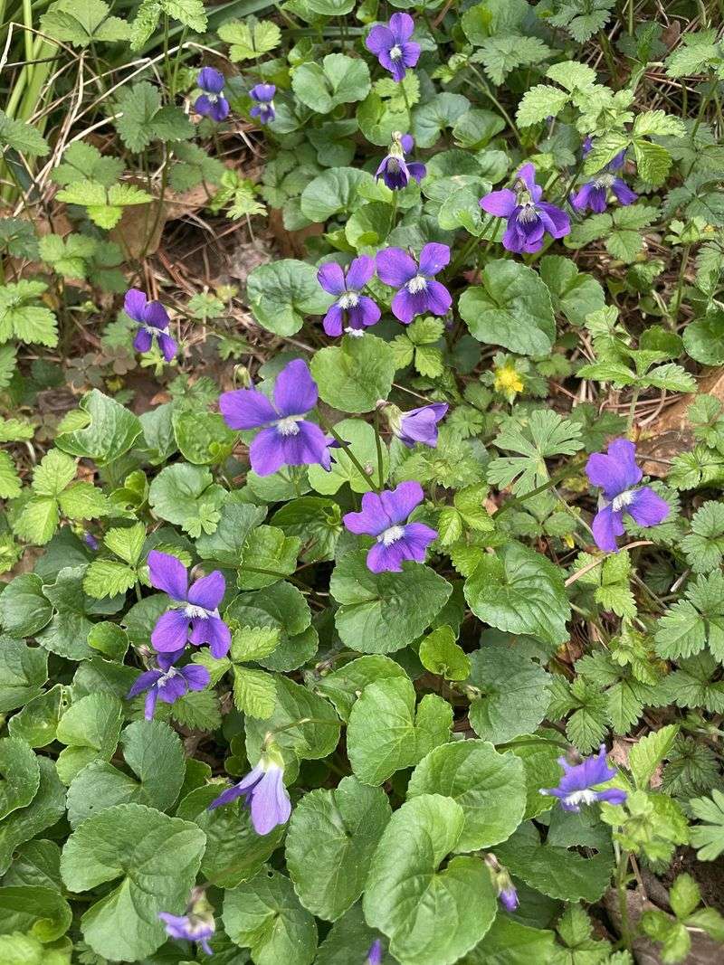 Wild Violet