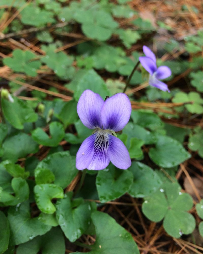 Wild Violet