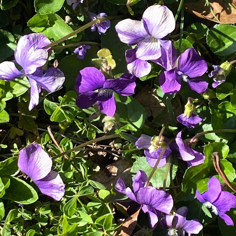 Wild Violets