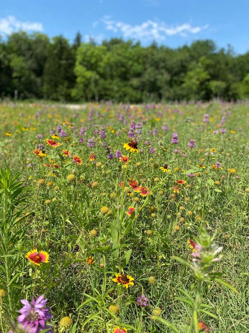 Wildflower Meadow