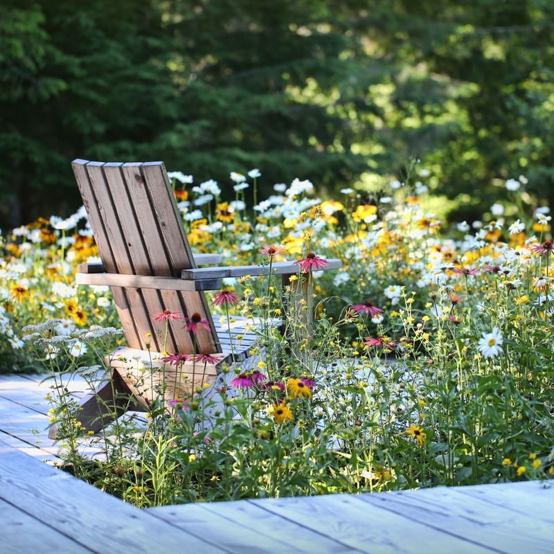 Wildflower Meadow