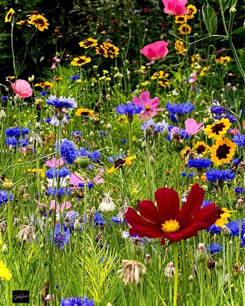 Wildflower Meadow