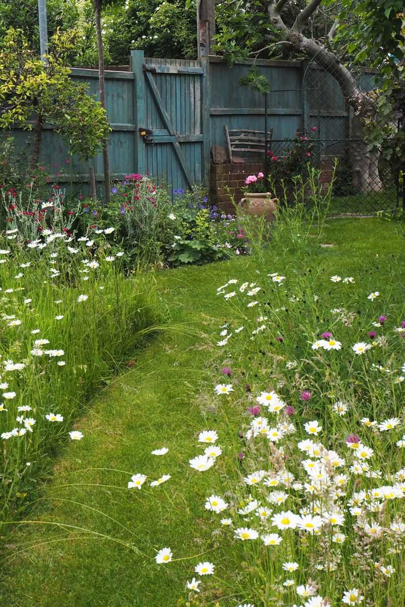 Wildflower Meadow