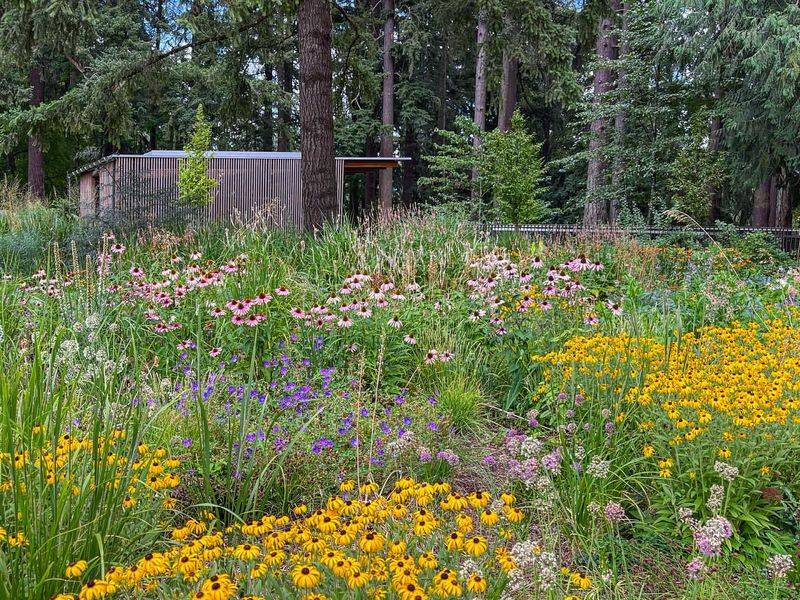 Wildflower Meadows