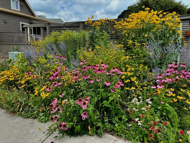 Wildflower Wonderland