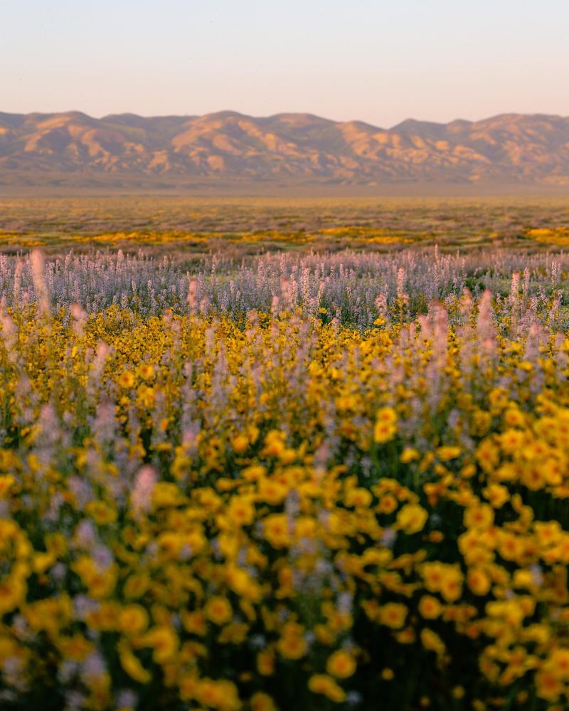 Wildflower Wonderland