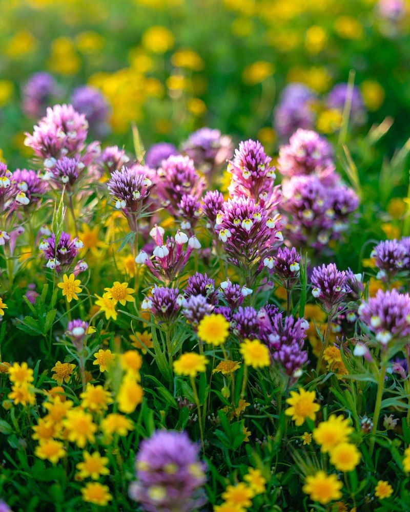 Wildflower Wonderland