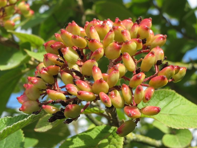 Wildlife Habitat with Viburnum