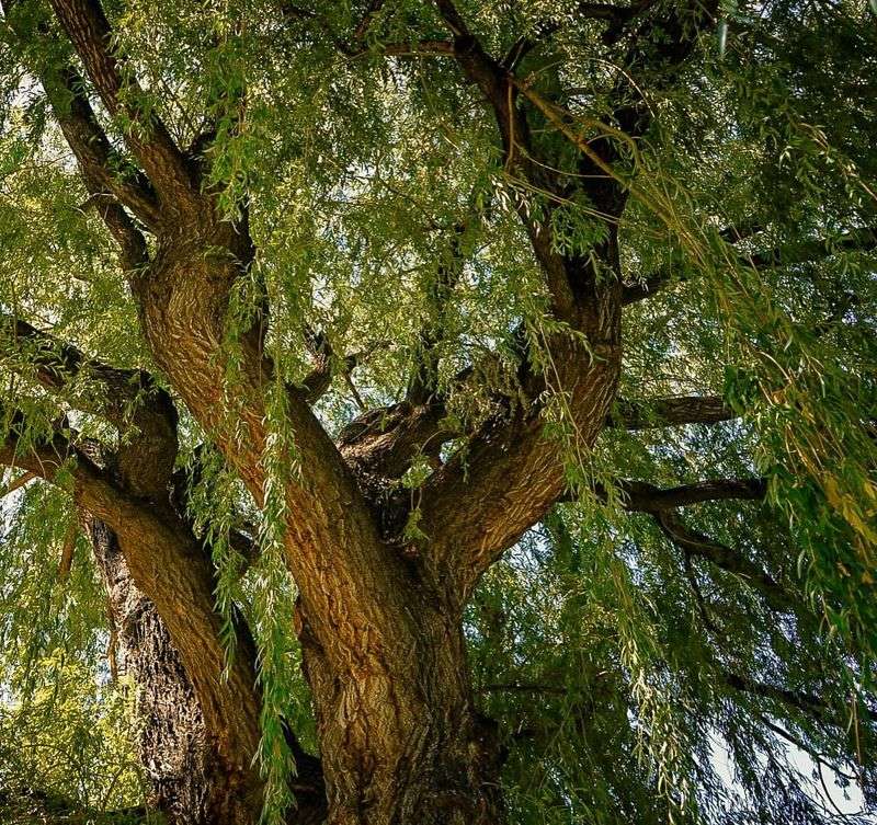 Willow Tree