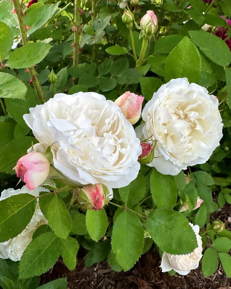 Winchester Cathedral Rose