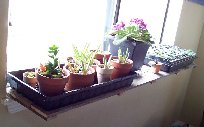 Window Sill Gardening