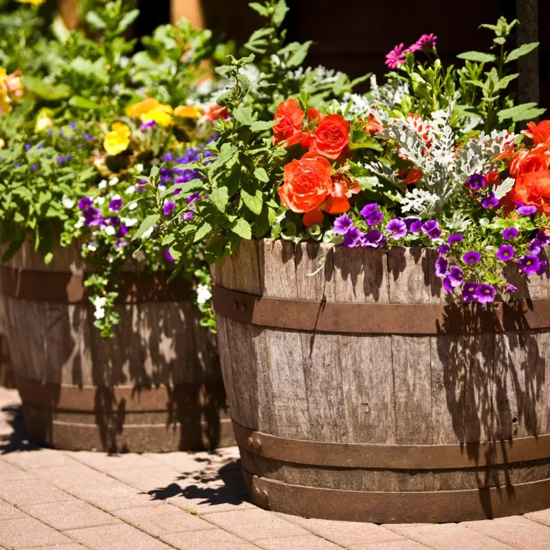 Wine Barrel Planter