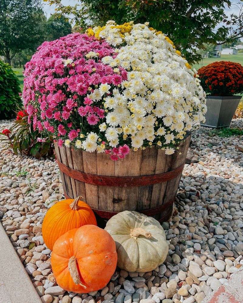 Wine Barrels