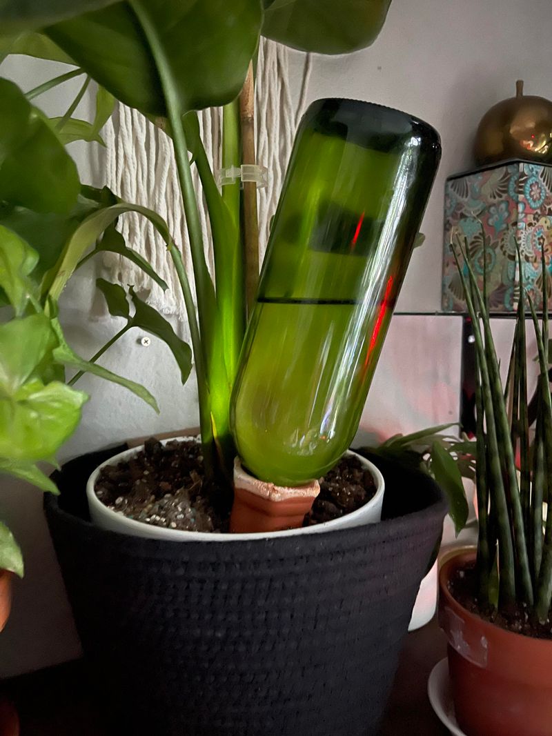 Wine Bottle Plant Waterer