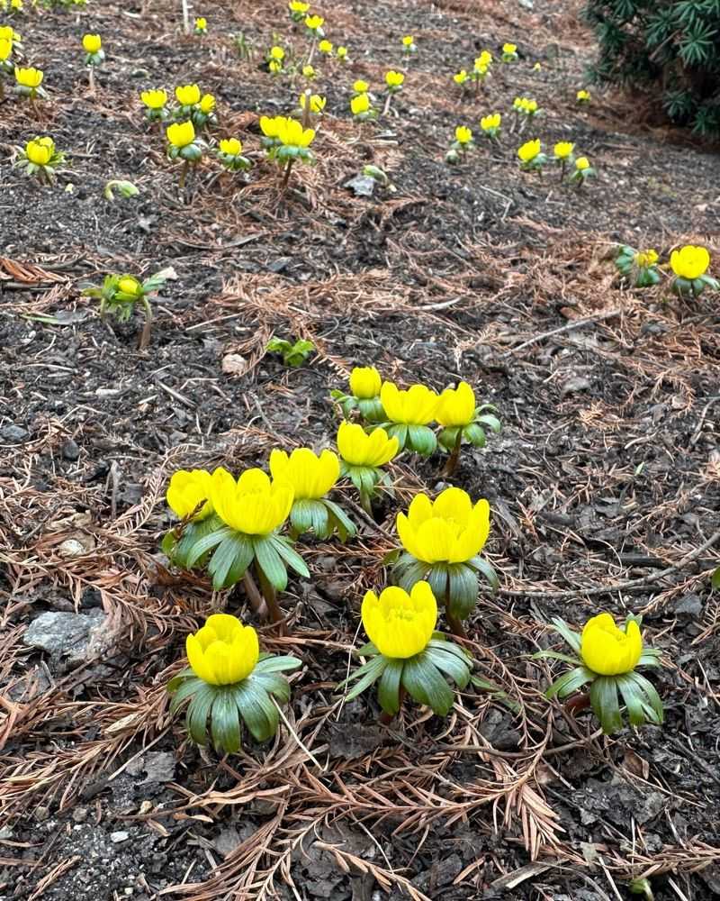 Winter Aconite