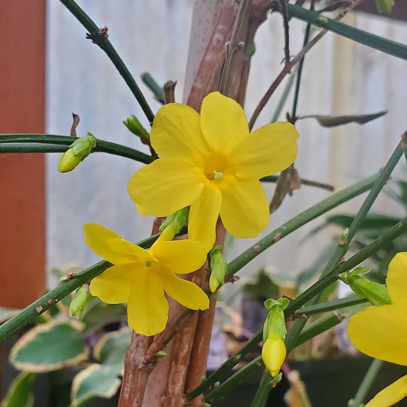 Winter Jasmine