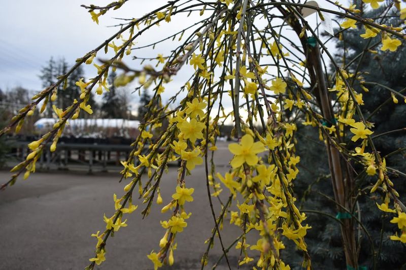 Winter Jasmine